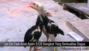Ciri Ciri Fisik Anak Ayam S128 Bangkok Yang Berkualitas Bagus