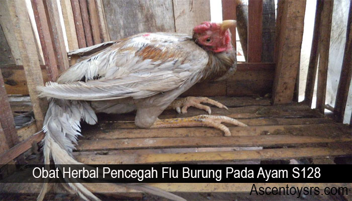 Obat Herbal Pencegah Flu Burung Pada Ayam S128