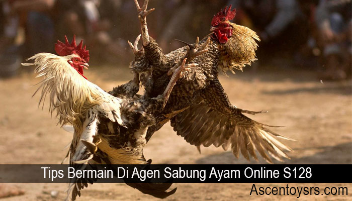 Tips Bermain Di Agen Sabung Ayam Online S128