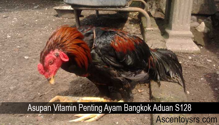 Asupan Vitamin Penting Ayam Bangkok Aduan S128