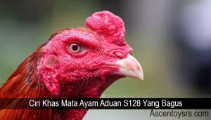 Ciri Khas Mata Ayam Aduan S128 Yang Bagus