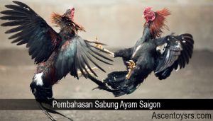 Pembahasan Sabung Ayam Saigon